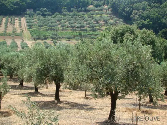 Tre Olive groves