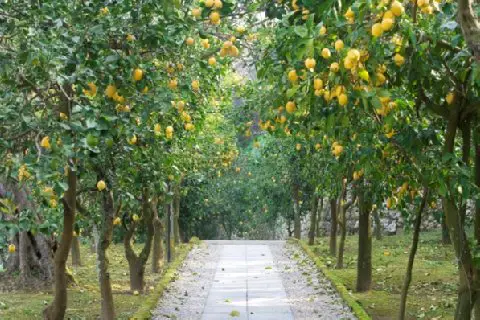 Villa Oriana Relais in Sorrento lemon path