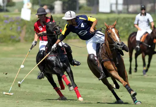 horse polo