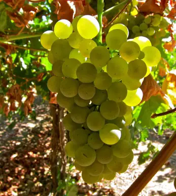 Vermentino grapes