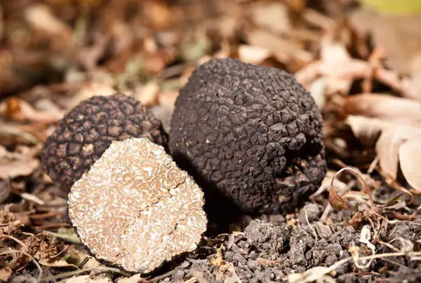 black truffles