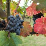 Harvest Time in Tuscany