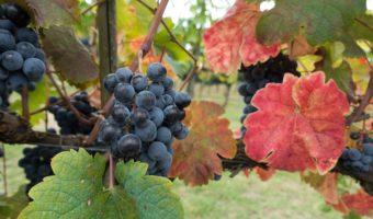 Harvest Time in Tuscany