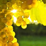 Some of the Best Vermentino of Gallura