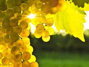 Some of the Best Vermentino of Gallura
